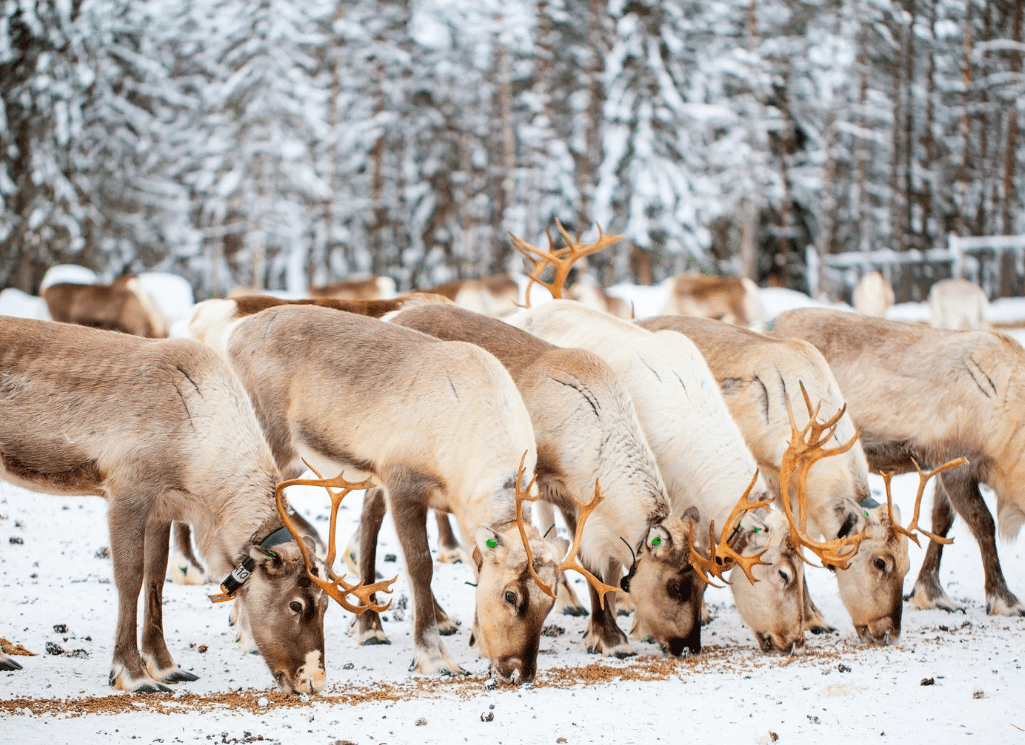 Aurores Boreals Tromsø - Noruega 3