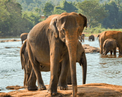 Sri Lanka i Maldives 21