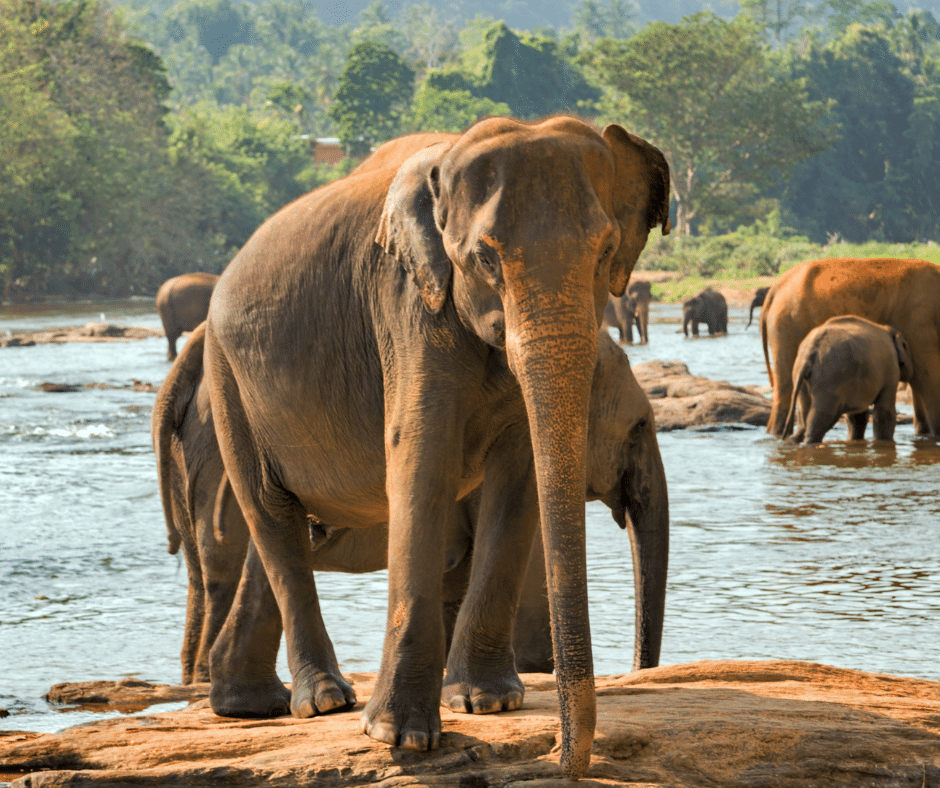 Sri Lanka i Maldives 7