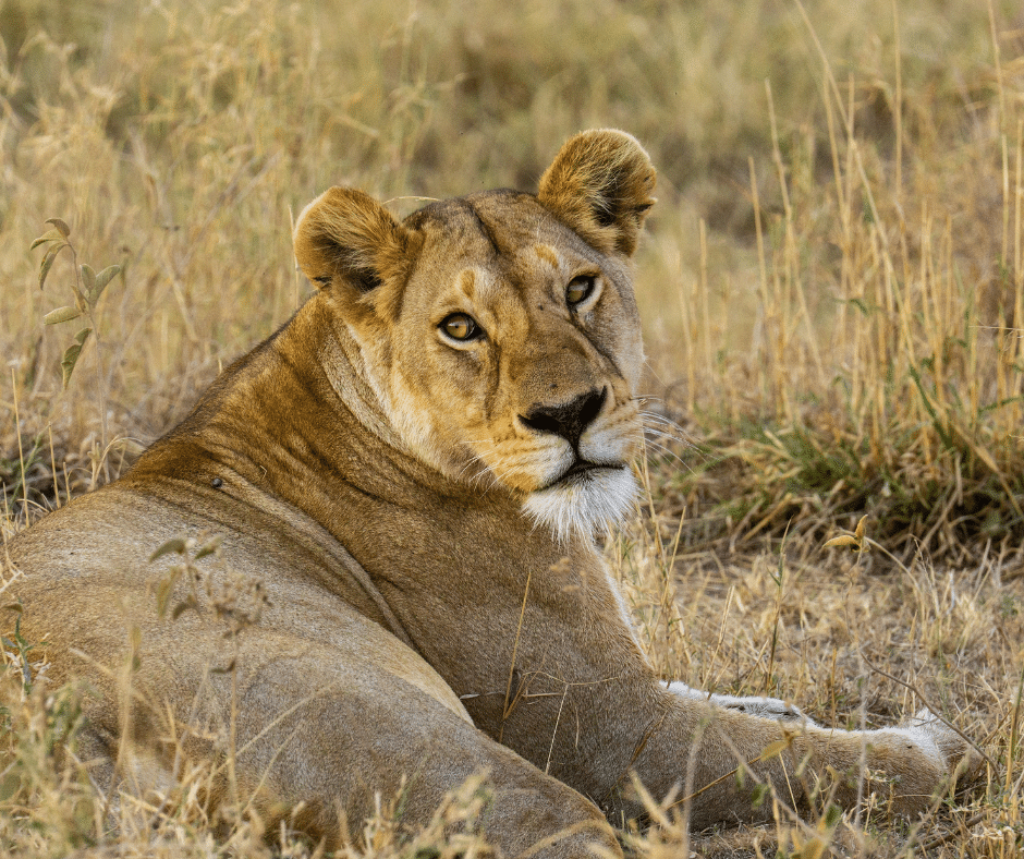 Tanzània i Zanzíbar 7