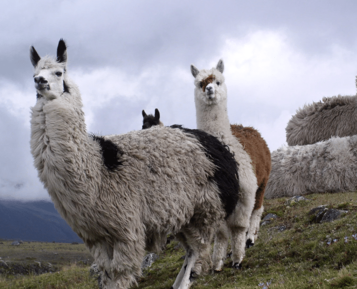 Equador i Galápagos 3