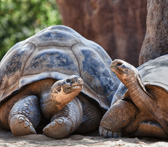Equador i Galápagos 11
